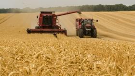Российские производители пшеницы резко теряют прибыль